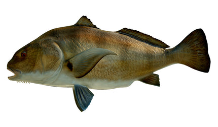 51-INCH BLACK DRUM