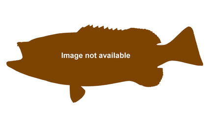 26-INCH BLACK GROUPER