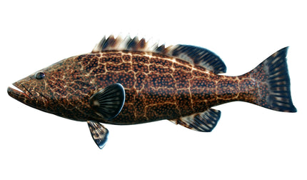 32-INCH BLACK GROUPER