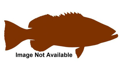 40-INCH BLACK GROUPER