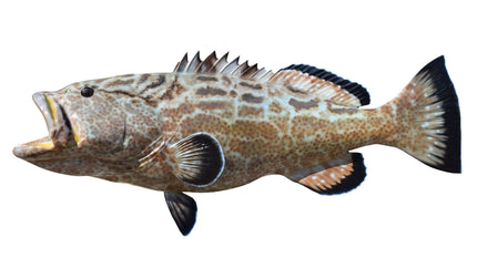 43-INCH BLACK GROUPER