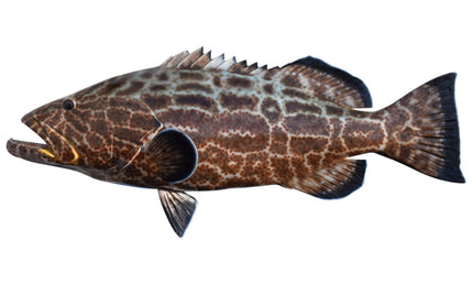 44-INCH BLACK GROUPER