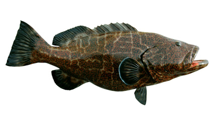 46-INCH BLACK GROUPER