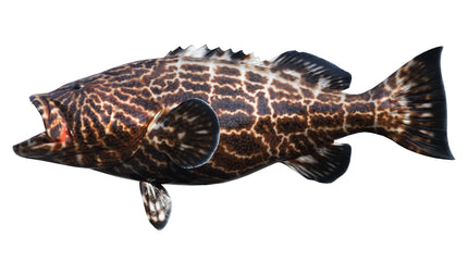 48-INCH BLACK GROUPER