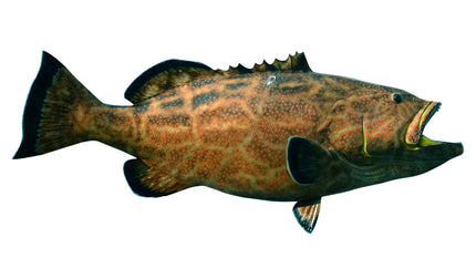 52-INCH BLACK GROUPER