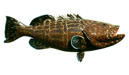 58-INCH BLACK GROUPER