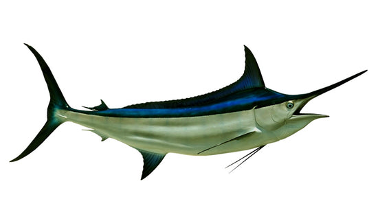 120-INCH BLACK MARLIN