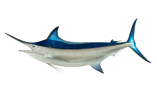 126-INCH BLACK MARLIN