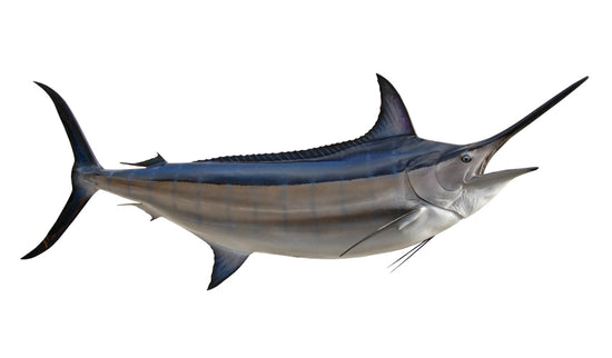 132-INCH BLACK MARLIN