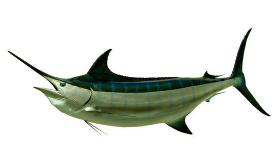 140-INCH BLACK MARLIN