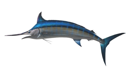 142-INCH BLACK MARLIN