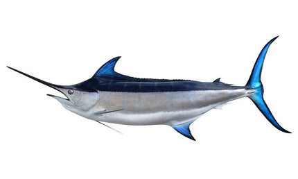 148-INCH BLACK MARLIN