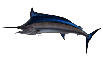 166-INCH BLACK MARLIN