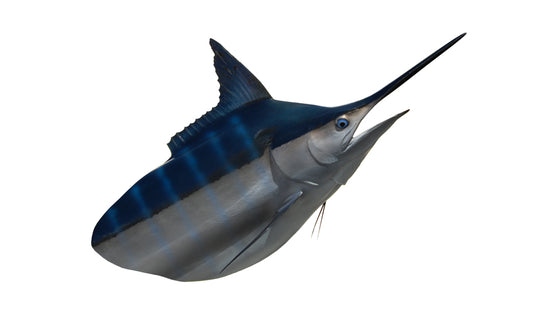 1,000-POUND MARLIN HEAD MOUNT (BLACK MARLIN)