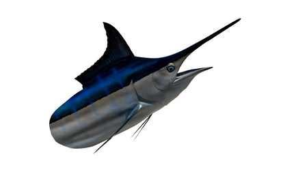 250-POUND MARLIN HEAD MOUNT (BLACK MARLIN)