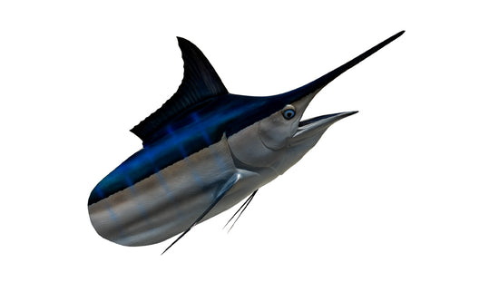250-POUND MARLIN HEAD MOUNT (BLACK MARLIN)