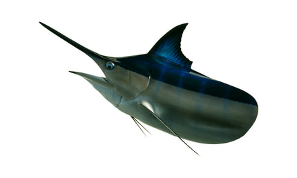 350-POUND MARLIN HEAD MOUNT (BLACK MARLIN)