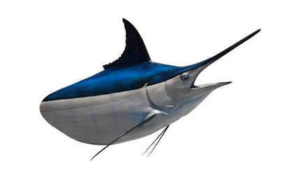 450-POUND MARLIN HEAD MOUNT (BLACK MARLIN)