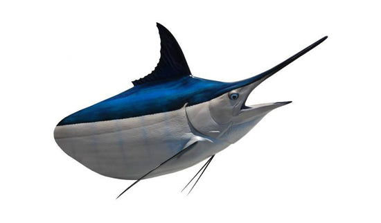 450-POUND MARLIN HEAD MOUNT (BLACK MARLIN)