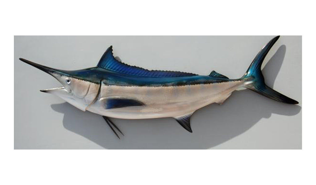 Mini Marlin Marlin Fish A Big Blue Marlin Caught Off Exmouth Was Killed, But