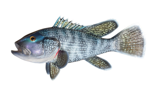 15-INCH BLACK SEA BASS