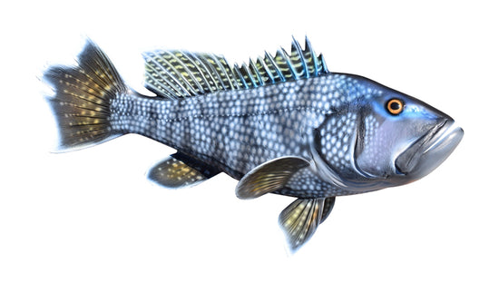 18-INCH BLACK SEA BASS