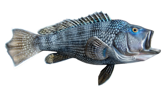 25-INCH BLACK SEA BASS