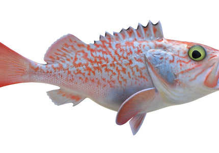 Collection image for: ROSEFISH, BLACKBELLY