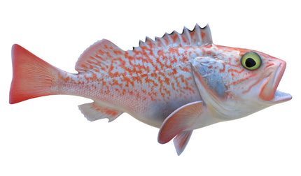 14-INCH BLACKBELLY ROSEFISH