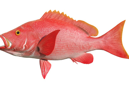 Collection image for: SNAPPER, BLACKFIN