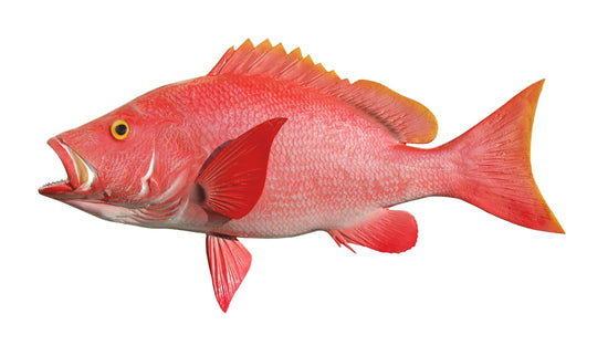 Blackfin Snapper Fish Mounts | King Sailfish Mounts