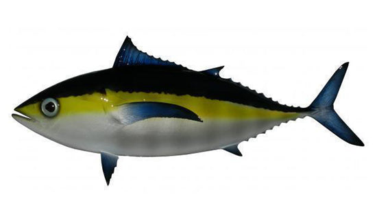 13-INCH BLACKFIN TUNA BAITFISH MOUNT (L)