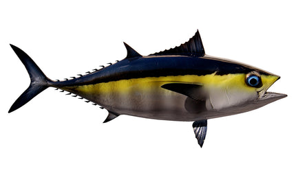 20-INCH BLACKFIN TUNA