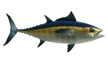 32-INCH BLACKFIN TUNA