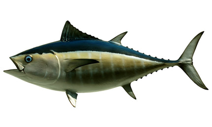 34-INCH BLACKFIN TUNA