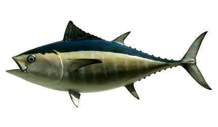34-INCH BLACKFIN TUNA
