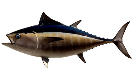 37-INCH BLACKFIN TUNA