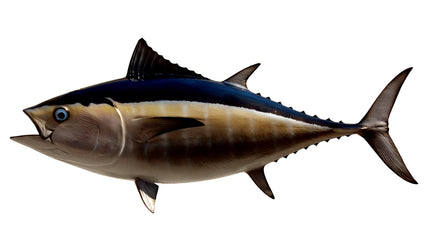 37-INCH BLACKFIN TUNA