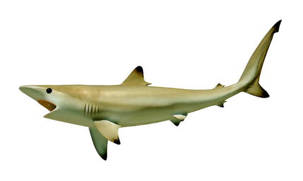 36-INCH BLACKTIP SHARK