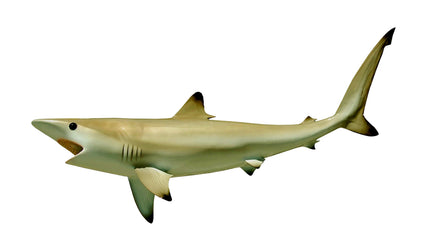 36-INCH BLACKTIP SHARK