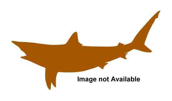 41-INCH BLACKTIP SHARK