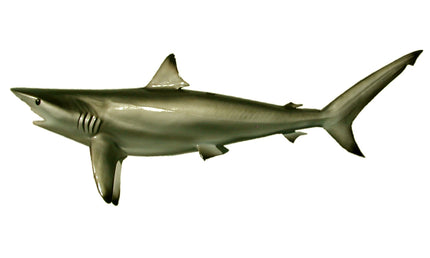 49-INCH BLACKTIP SHARK