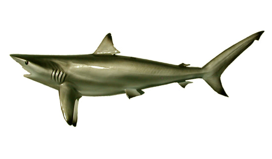 49-INCH BLACKTIP SHARK