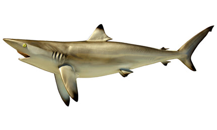 56-INCH BLACKTIP SHARK