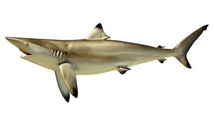 56-INCH BLACKTIP SHARK