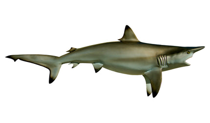 62-INCH BLACKTIP SHARK
