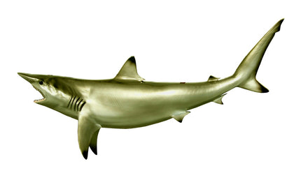 64-INCH BLACKTIP SHARK