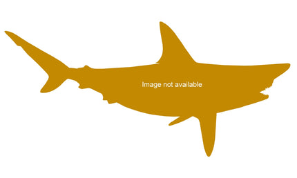 87-INCH BLACKTIP SHARK