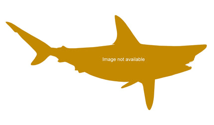 87-INCH BLACKTIP SHARK