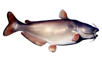 52-INCH BLUE CATFISH